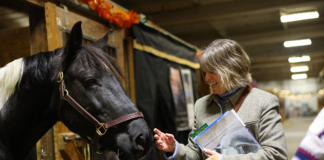 A woman greets a horse at Equine Affaire