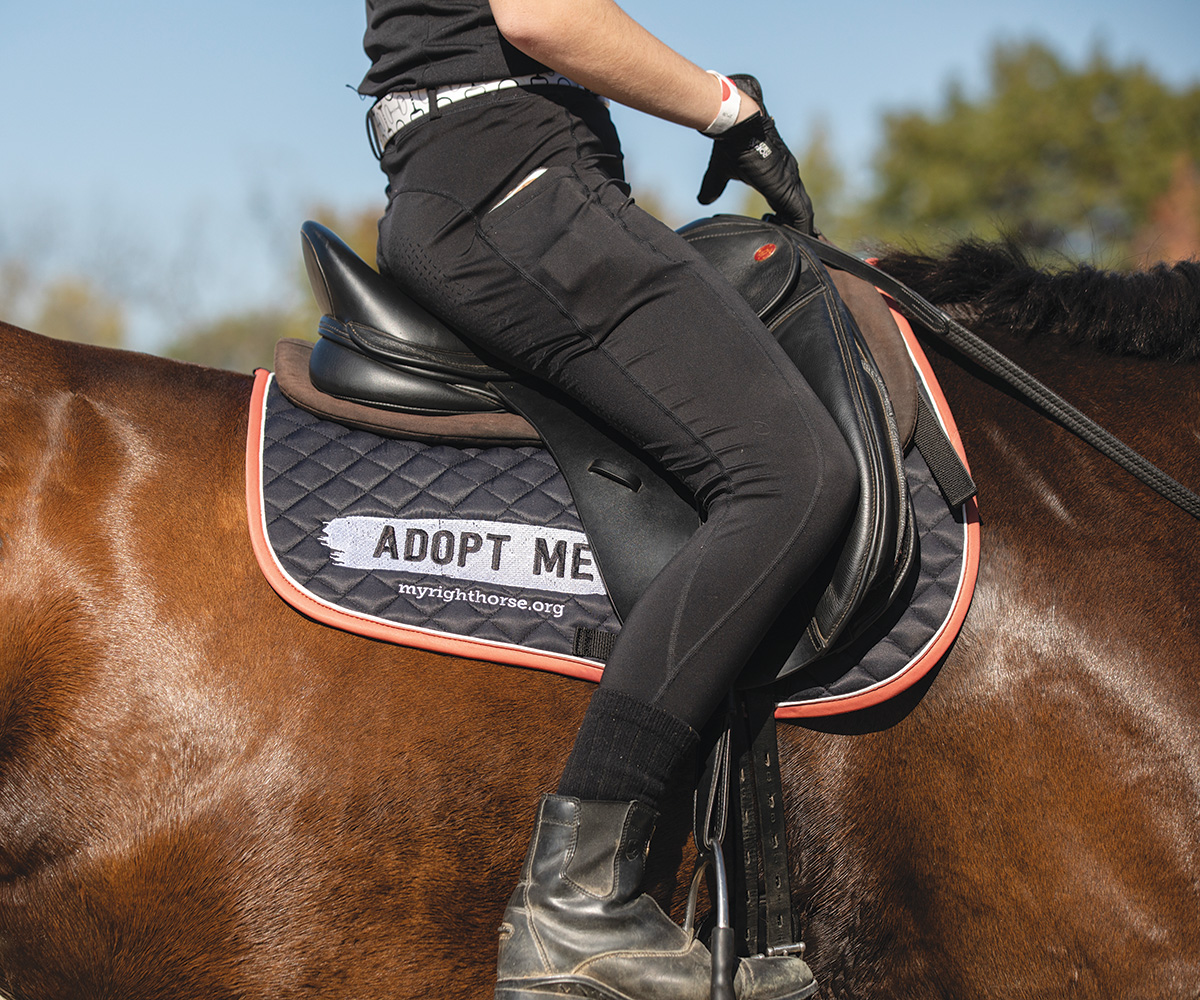 A horse wearing an "Adopt Me" saddle pad.