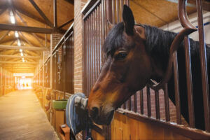 What is Equine Asthma?