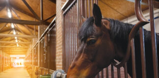 A horse in a barn environment. Equine asthma is typically related to inhaled allergens and irritants. These can be year-round, such as dust, mold and fungal spores found in hay, straw and poorly ventilated or closed-up barns.