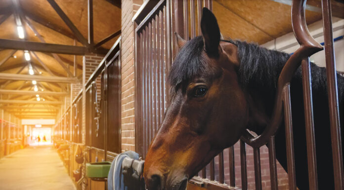 A horse in a barn environment. Equine asthma is typically related to inhaled allergens and irritants. These can be year-round, such as dust, mold and fungal spores found in hay, straw and poorly ventilated or closed-up barns.