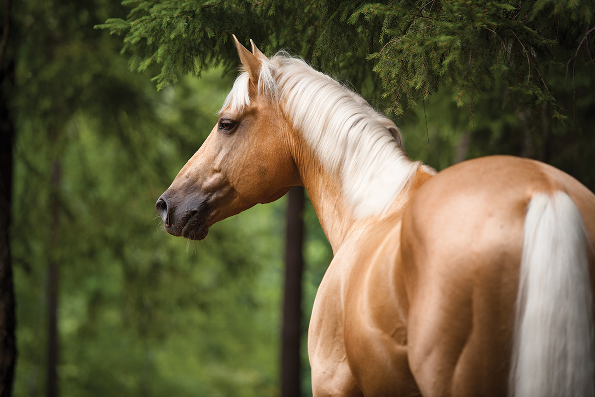 A palomino.