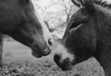 A donkey and a horse together. Both equines are common companions for each other.