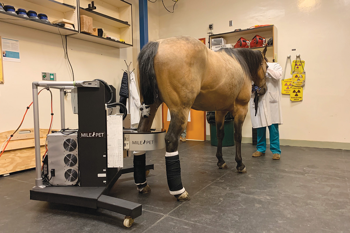 Equine diagnostic imaging being performed on a hrose