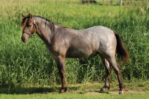 DNA Tests for Equine Genetics