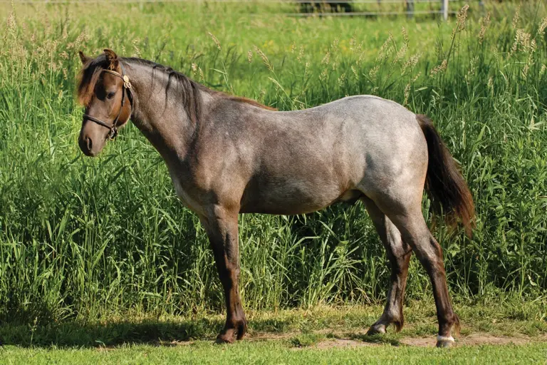 DNA Tests for Equine Genetics