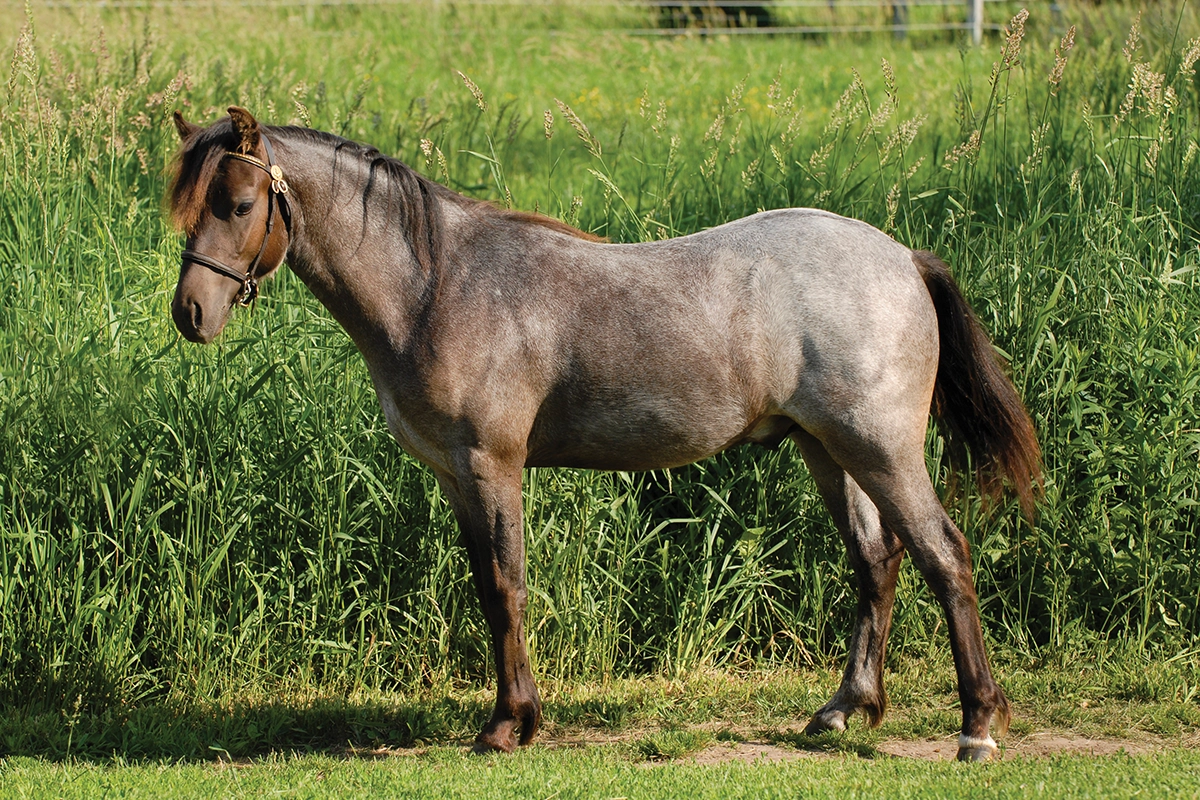 A bay roan horse.