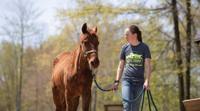 An equine sanctuary team member working with a horse surrendered via an equine safety net program