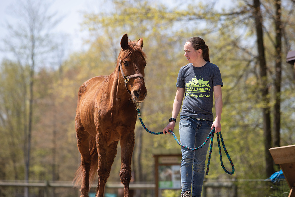 An equine sanctuary team member working with a horse surrendered via an equine safety net program