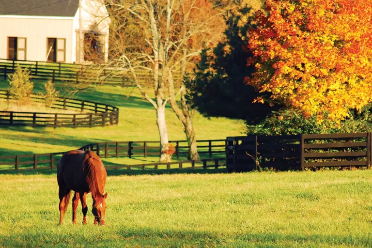 Fall Laminitis Concerns