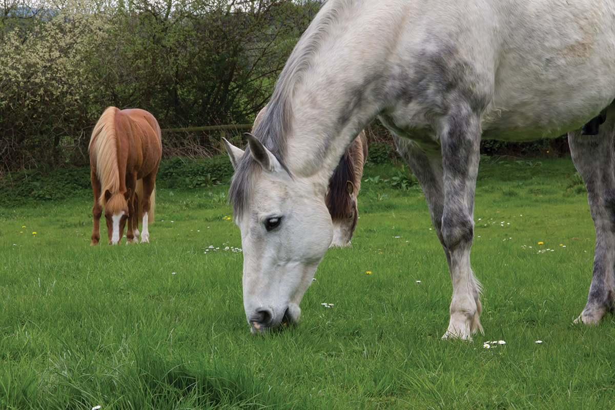 Horses graze on lush green grass. However, feed sources like this must be limited to prevent founder.