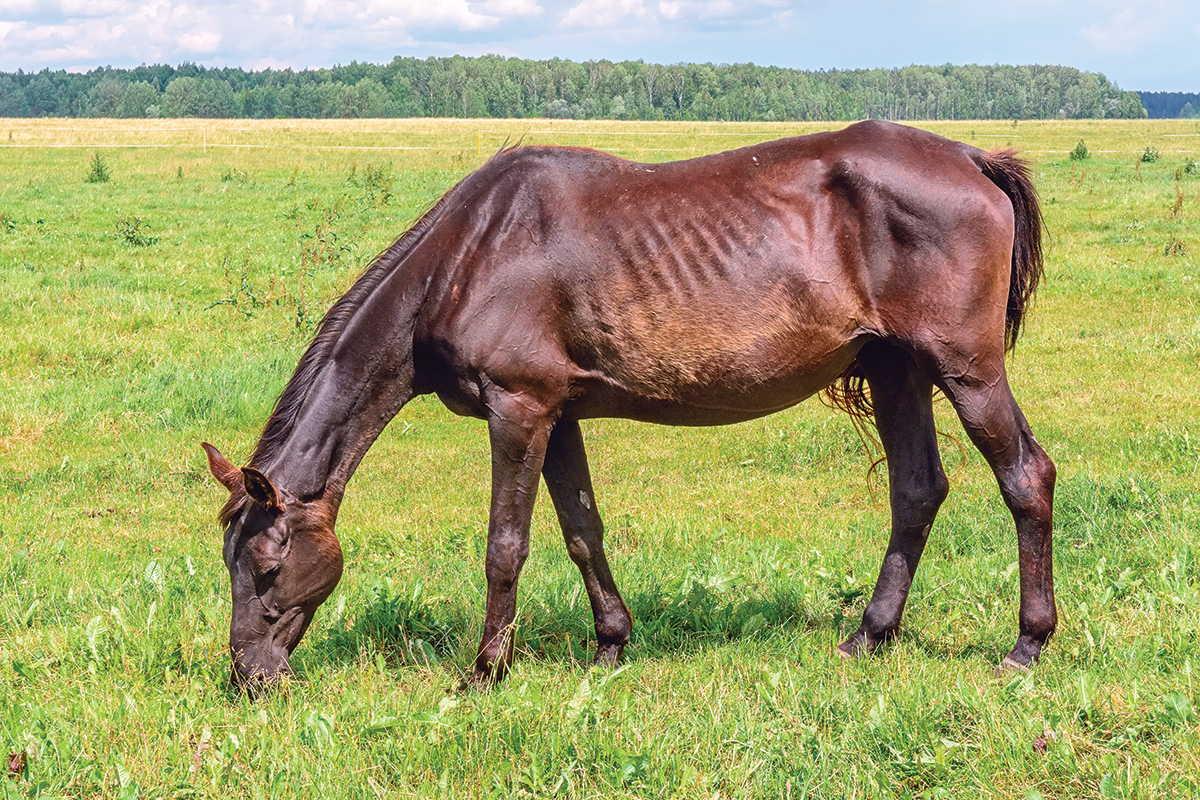 A hard keeper horse, which is the kind of horse that stays thin despite how much you're feeding him.