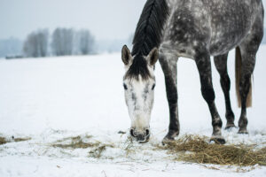 Feeding Your Horse in the Winter