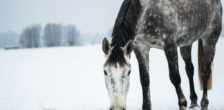 A horse eating hay in the winter. Feeding a horse substantial hay in cold temperatures helps them stay warm.