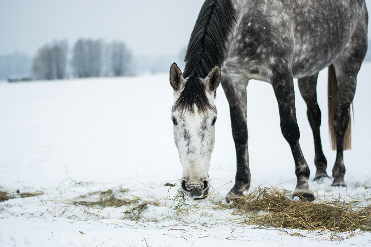 A horse eating hay in the winter. Feeding a horse substantial hay in cold temperatures helps them stay warm.