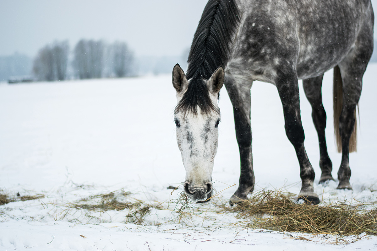 Feeding Your Horse inside the Winter Feeding Your Horse inside the Winter