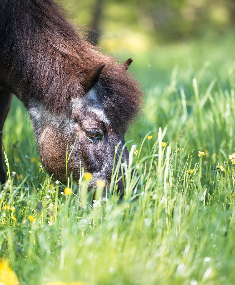 A senior horse feeding on grass.