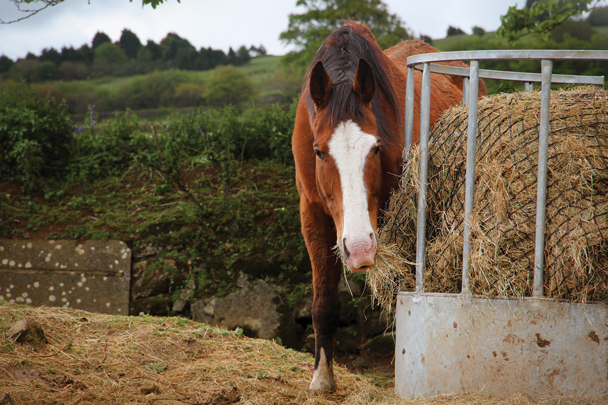 A senior horse feeding on hay to keep warm in the winter