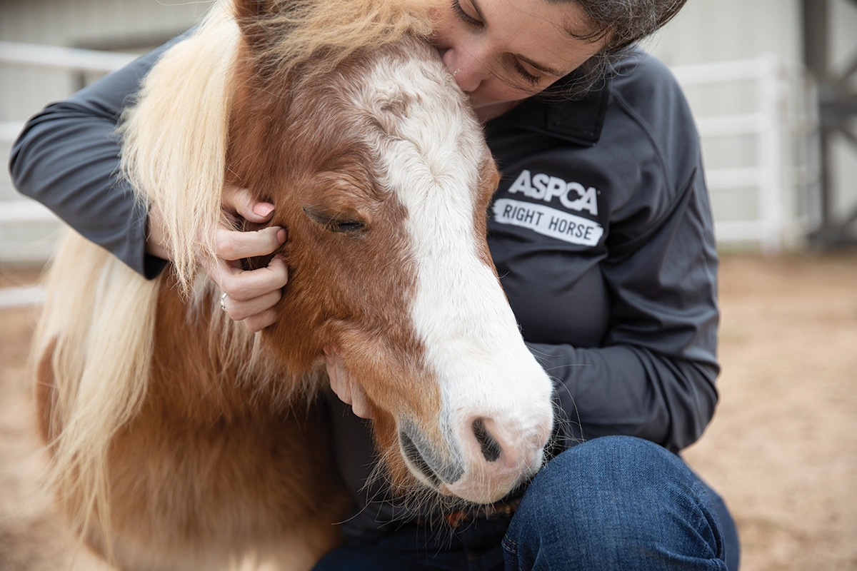 An ASPCA Right Horse employee snuggling with a miniature horse up for adoption.