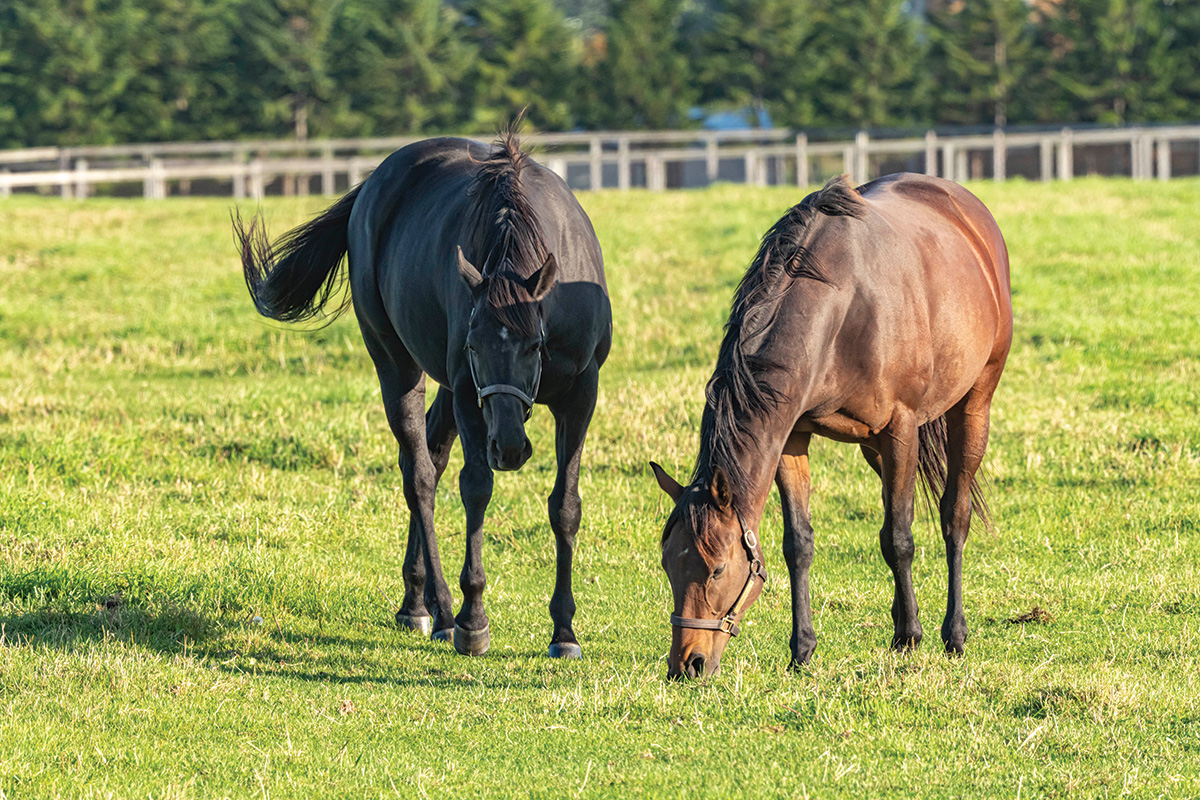 Horses in a field stomping at flies