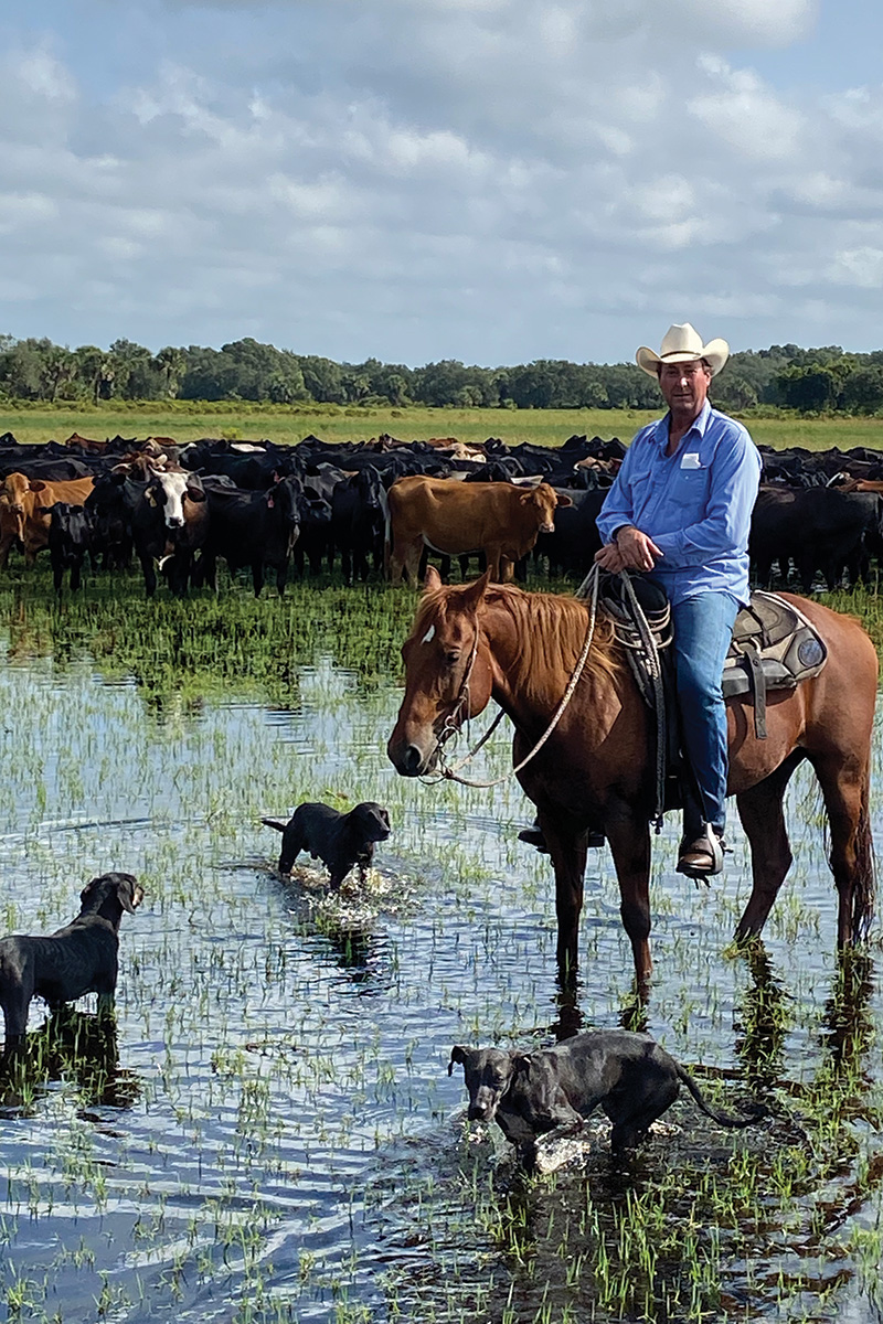 A freelance cowboy with his dogs and cows in a swampy area