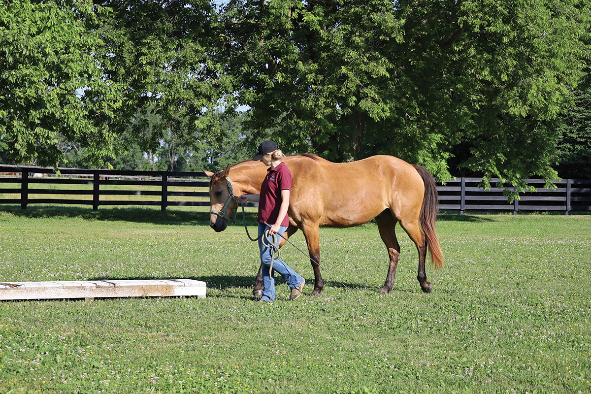 Working a horse with a bridge ground obstacle.