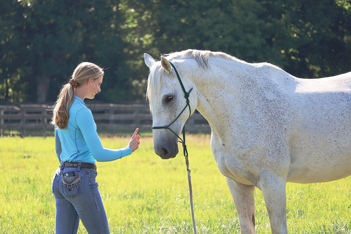 An equestrian teaching a gelding with a cue.