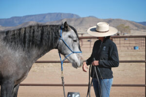 Groundwork for When You Can’t Ride