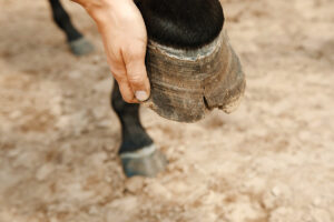 Nutrition for Hoof Health