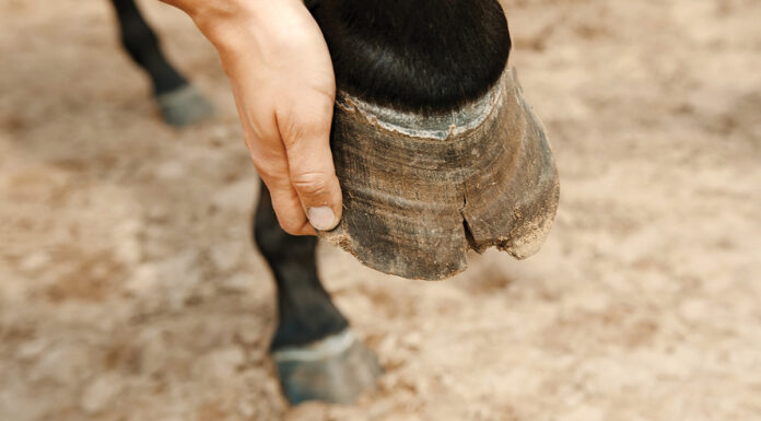 A hoof in poor health, which could be a result of nutrition