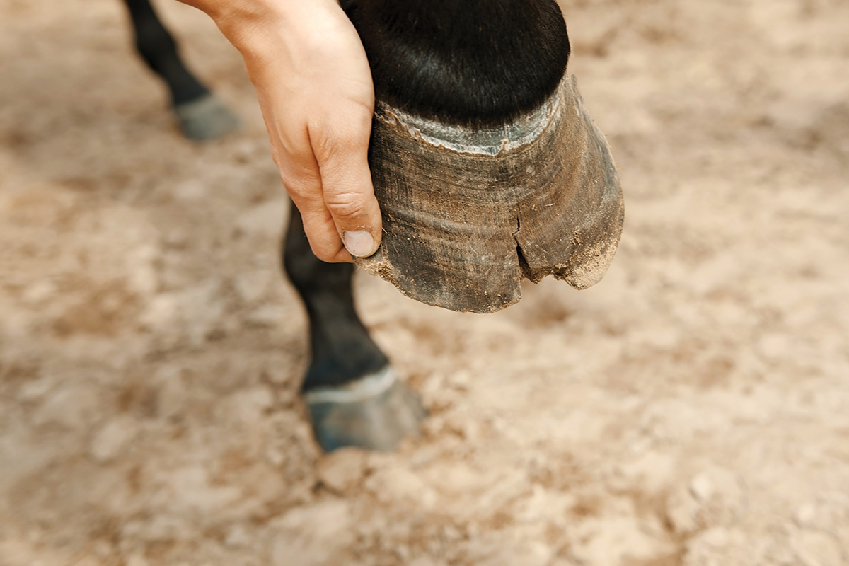 A hoof in poor health, which could be a result of nutrition