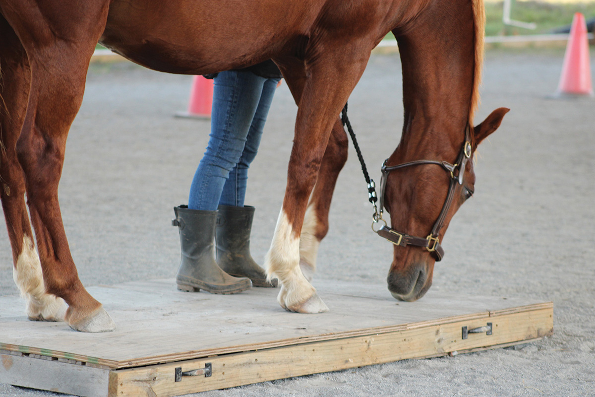 Using a trail course bridge for horse agility.