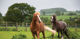 A chestnut horse displays aggressive behavior towards a pasturemate