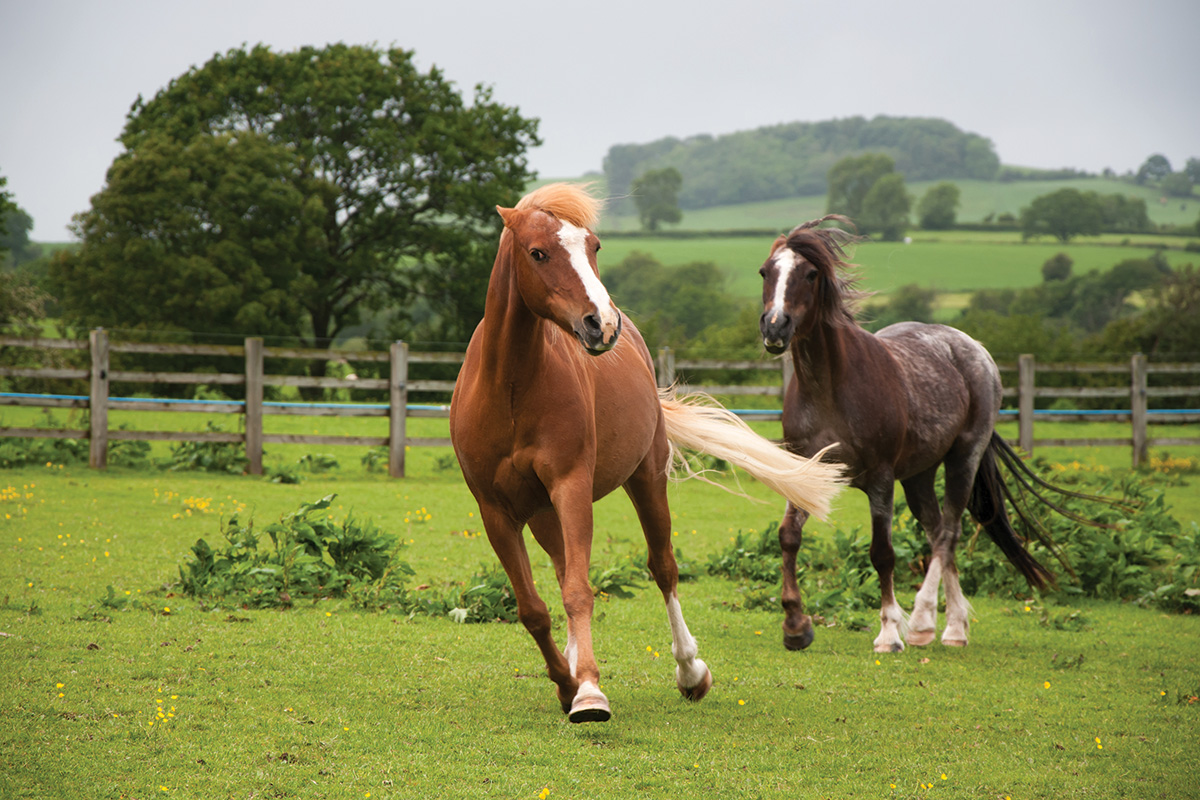 A chestnut horse displays aggressive behavior towards a pasturemate