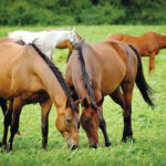 Horses grazing together. Being social is a key part of horse behavior.