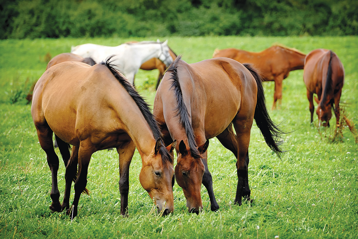 Horses grazing together. Being social is a key part of horse behavior.