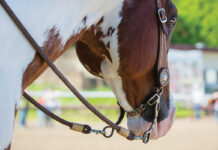 ASPCA Adds The Right Horse Initiative to Increase Equine Adoption Efforts Nationwide All About Bits