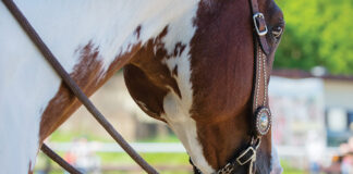 All About Bits A Western bit in a Paint Horse's mouth.