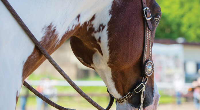 A Western bit in a Paint Horse's mouth.