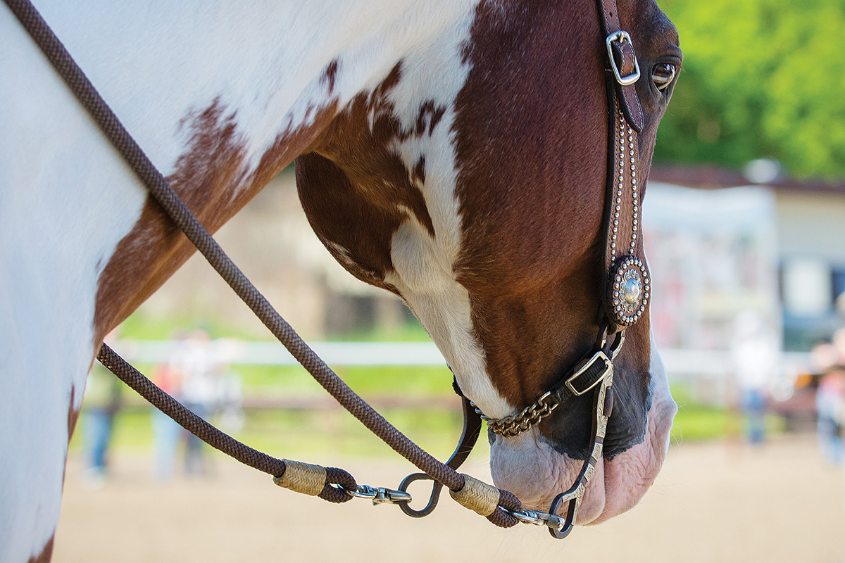 A Western bit in a Paint Horse's mouth.