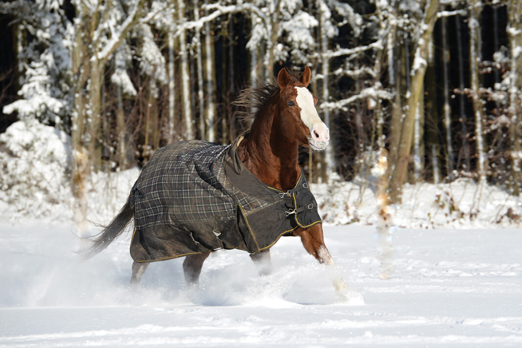 Best Horse Blanketing Practices Horse Illustrated