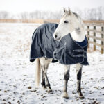 A gray horse in the snow after blanketing.