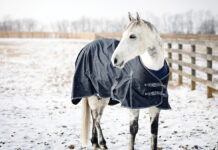 A gray horse in the snow after blanketing.