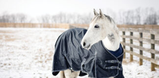 A gray horse in the snow after blanketing.
