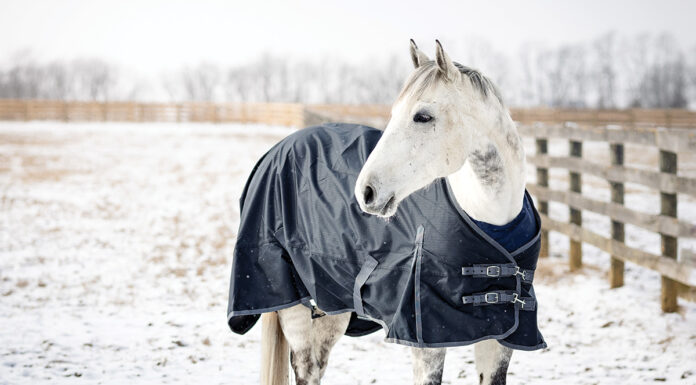 A gray horse in the snow after blanketing.