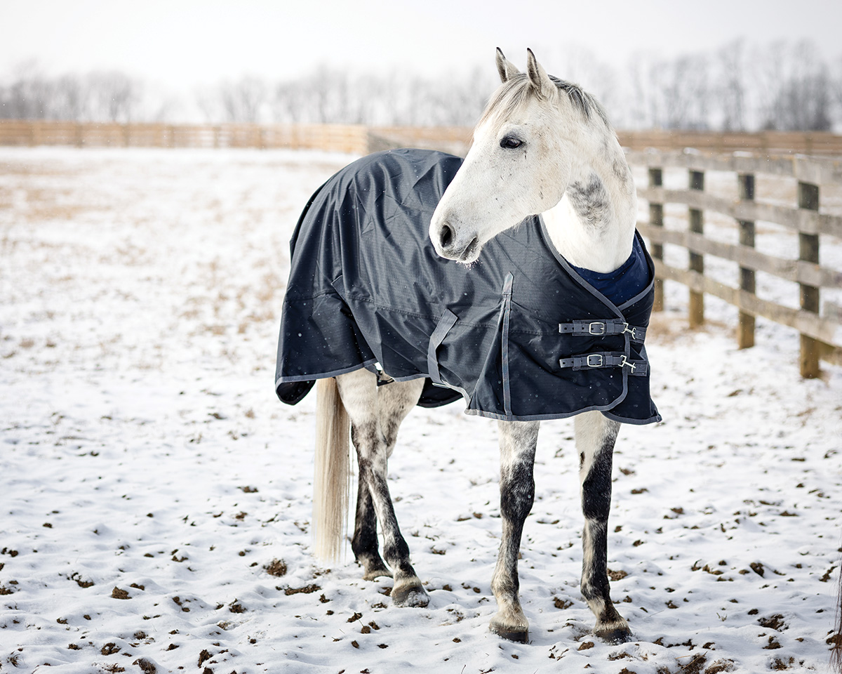 A gray horse in the snow after blanketing.