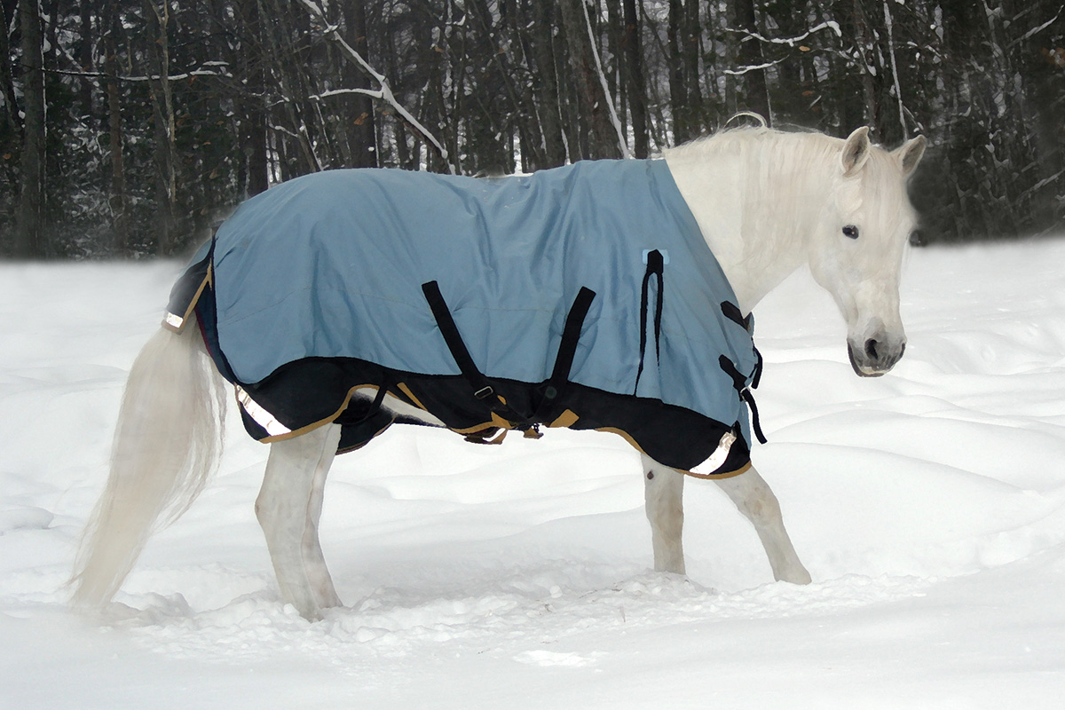 A light gray gelding in a turnout blanket in the snow