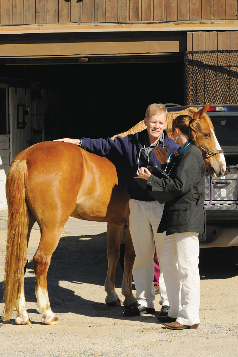 A vet evaluates a horse with potential colitis