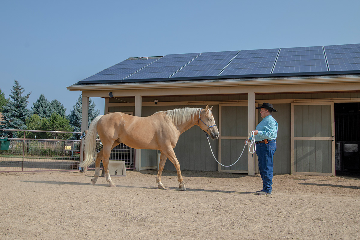 Working with a horse to improve feeding time behavior.