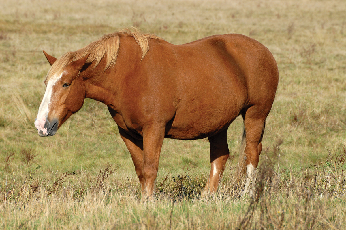 A sorrel grazing in a field